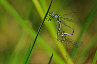 	A3769	 dlatka pskovan (Lestes sponsa)