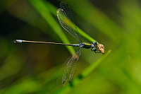 	A6246	 dlatka pskovan (Lestes sponsa)