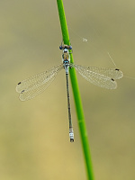 	A7121	 dlatka pskovan (Lestes sponsa)