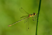 b3502 dlatka pskovan (Lestes sponsa)