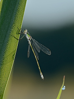 b4617 dlatka pskovan (Lestes sponsa)