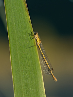 b4653 dlatka pskovan (Lestes sponsa)