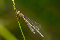 b7647 dlatka pskovan (Lestes sponsa)