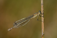 b7685 dlatka pskovan (Lestes sponsa)