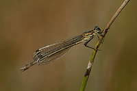 b7704 dlatka pskovan (Lestes sponsa)