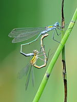 b8774 dlatka pskovan (Lestes sponsa)