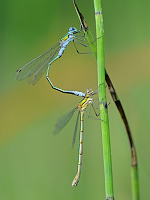 b8785 dlatka pskovan (Lestes sponsa)