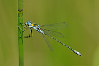 b8880 dlatka pskovan (Lestes sponsa)