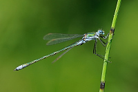 b8892 dlatka pskovan (Lestes sponsa)