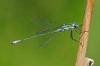 b8947 dlatka pskovan (Lestes sponsa)