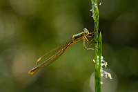 c2978. dlatka pskovan (Lestes sponsa)