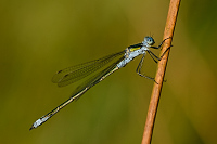 c6160. dlatka pskovan (Lestes sponsa)