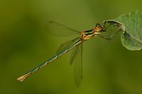 c6244. dlatka pskovan (Lestes sponsa)