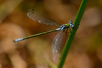 c8138. dlatka pskovan (Lestes sponsa)