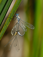 d3346. dlatka pskovan (Lestes sponsa)