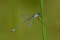 e3865. dlatka pskovan (Lestes sponsa)