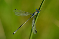 e3875. dlatka pskovan (Lestes sponsa)