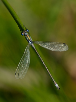 e3877. dlatka pskovan (Lestes sponsa)