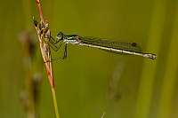 f2839. dlatka pskovan (Lestes sponsa)