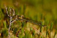 f2943. dlatka pskovan (Lestes sponsa)