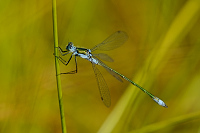 f2972. dlatka pskovan (Lestes sponsa)