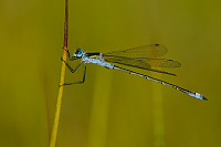 f3013. dlatka pskovan (Lestes sponsa)