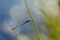 f3045. dlatka pskovan (Lestes sponsa)