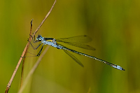 f3109. dlatka pskovan (Lestes sponsa)