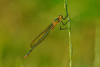 	A0953	 dlatka tmav (Lestes dryas)