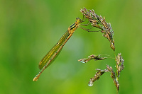 	A0991	 dlatka tmav (Lestes dryas)