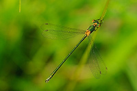 dlatka tmav (Lestes dryas)