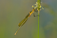 	A1103	 dlatka tmav (Lestes dryas)