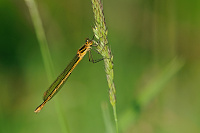 	A1650	 dlatka tmav (Lestes dryas)