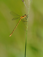 	A1658	 dlatka tmav (Lestes dryas)