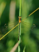 	A1659	 dlatka tmav (Lestes dryas)