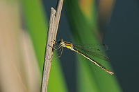 	A4949	 dlatka tmav (Lestes dryas)