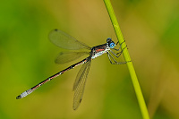 	A5102	 dlatka tmav (Lestes dryas)