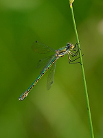 b2360 dlatka tmav (Lestes dryas)