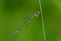 b2367 dlatka tmav (Lestes dryas)