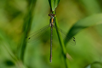 b2394 dlatka tmav (Lestes dryas)