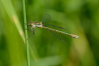 b2411 dlatka tmav (Lestes dryas)