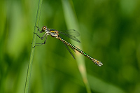 b2416 dlatka tmav (Lestes dryas)