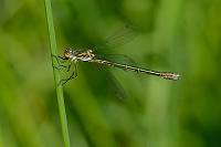 b2430 dlatka tmav (Lestes dryas)