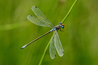 b6280 dlatka tmav (Lestes dryas)