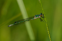 c2660. dlatka tmav (Lestes dryas)