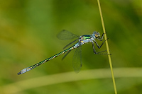 c3037. dlatka tmav (Lestes dryas)