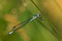 c3060. dlatka tmav (Lestes dryas)