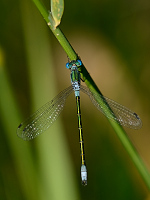 e2009. dlatka tmav (Lestes dryas)