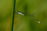 e2256. dlatka tmav (Lestes dryas)