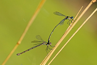 	8200.	 dlatka velk (Lestes viridis)